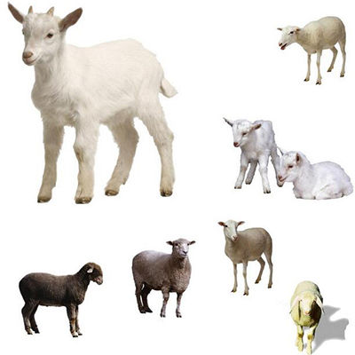 羊饲料十大品牌排行榜