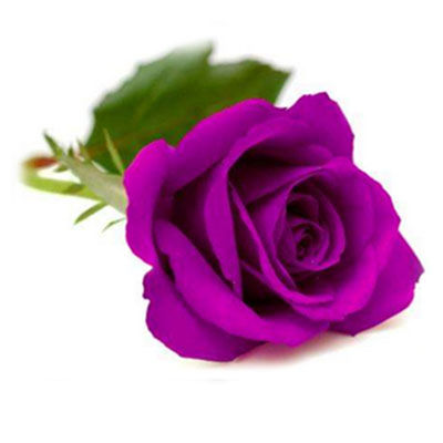 紫玫瑰十大品牌排行榜
