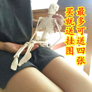 人体骨骼模型十大牌子排行榜